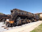 Mus-Cam TCDD-56337b