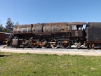 Mus-Cam TCDD-56337c