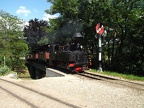 SchBB D Taxus_g