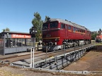 DB-Mus V120274i Mus-KO