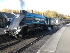 SNGLT 60007e Grosmt