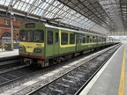 DART 8128 Pear